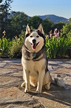 Odin